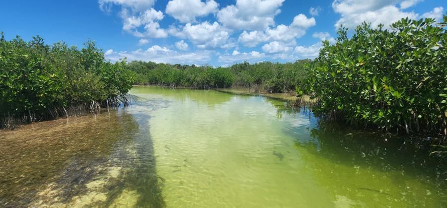 Canal entre manglares en Punta Sur